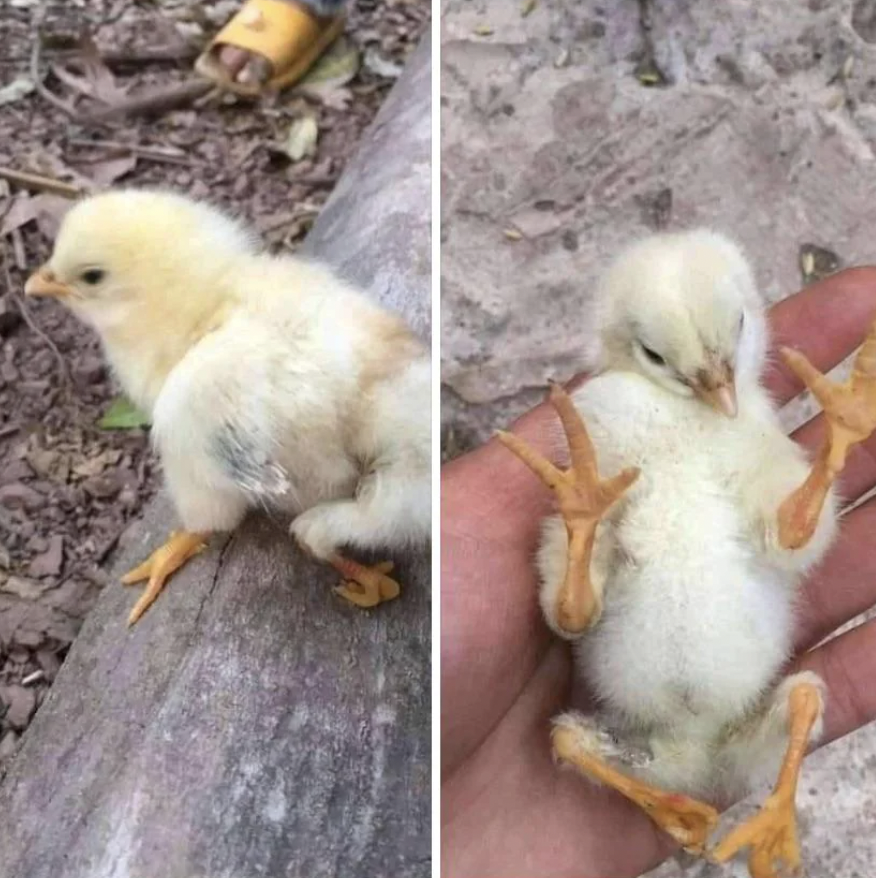 chick with 4 legs
